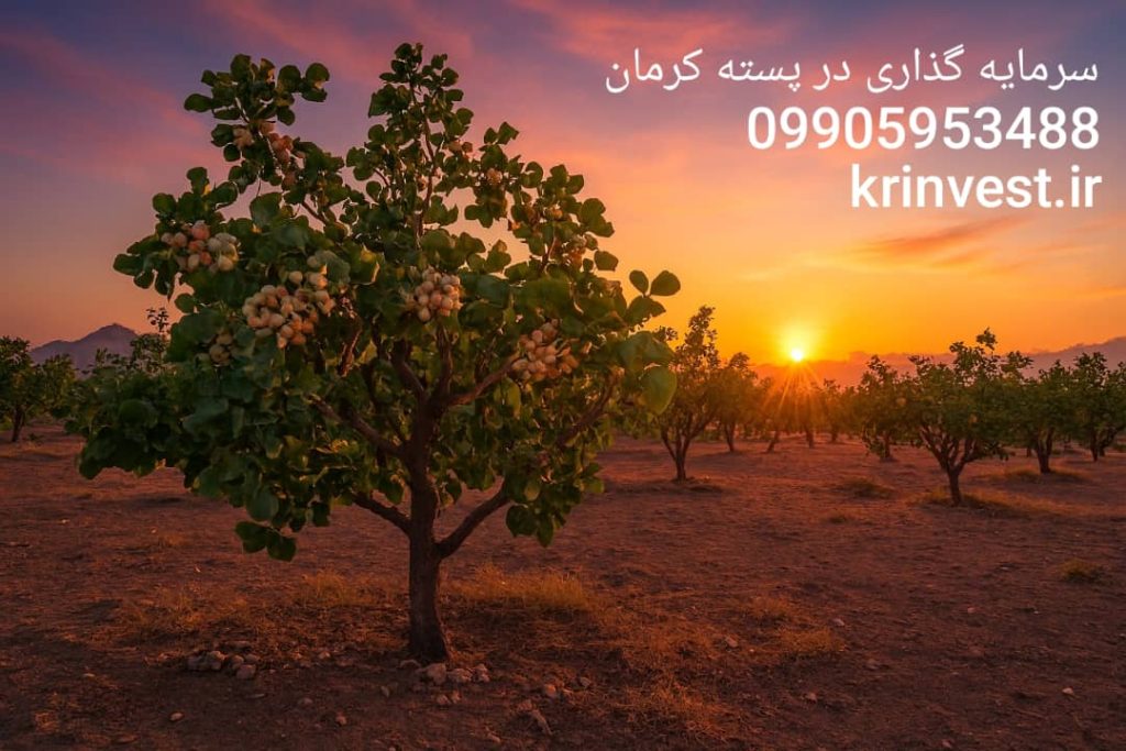 سرمایه گذاری در پسته کرمان
