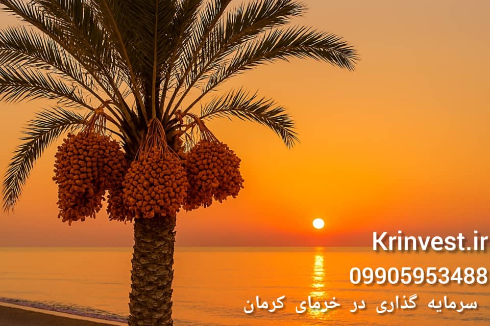 سرمایه گذاری در خرمای کرمان
