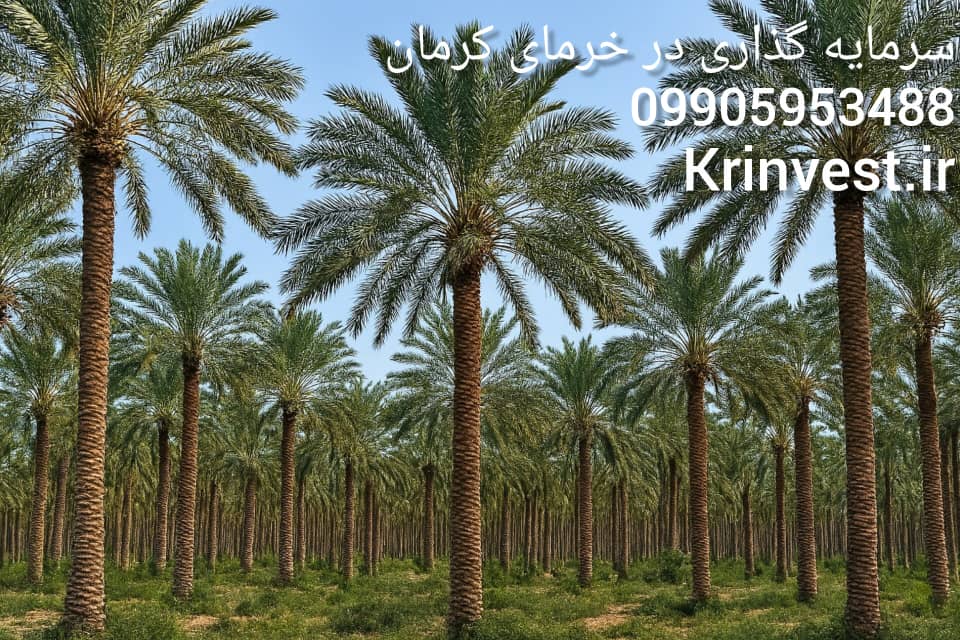 سرمایه گذاری در خرمای کرمان