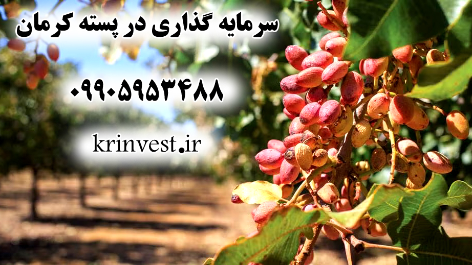 سرمایه گذاری در پسته استان کرمان