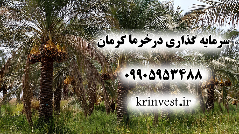 سرمایه گذاری در محصولات خرمای استان کرمان